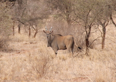 Tragelaphus oryx pattersonianus