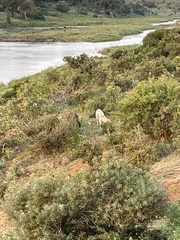 Kobus ellipsiprymnus