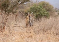 Tragelaphus oryx pattersonianus