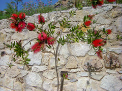 Melaleuca citrina