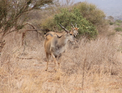 Tragelaphus oryx pattersonianus
