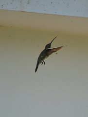 Heliomaster furcifer