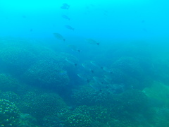 Haemulon maculicauda