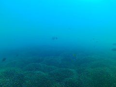 Abudefduf troschelii