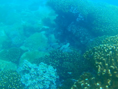 Haemulon maculicauda