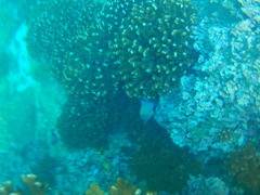 Stegastes acapulcoensis