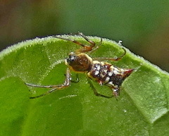 Micrathena fissispina