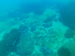 Johnrandallia nigrirostris