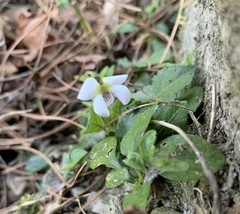 Viola adenothrix