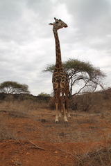 Giraffa camelopardalis