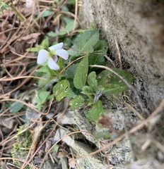 Viola adenothrix
