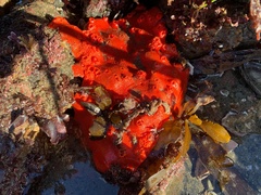 Acarnus erithacus