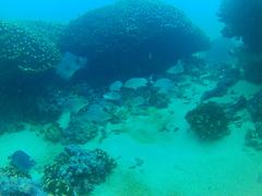 Haemulon maculicauda