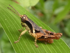 Eujivarus meridionalis