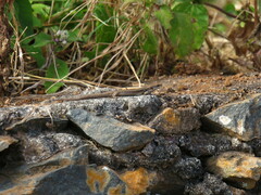 Chioninia nicolauensis