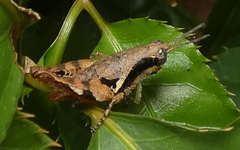 Eujivarus meridionalis