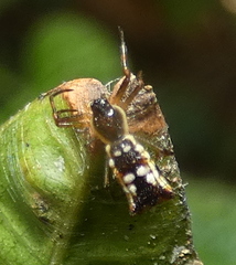 Micrathena fissispina