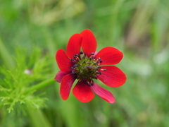 Adonis annua