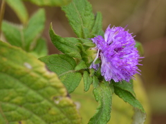 Phyllocephalum scabridum