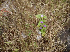 Phyllocephalum scabridum