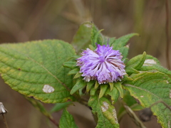 Phyllocephalum scabridum