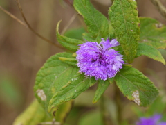 Phyllocephalum scabridum