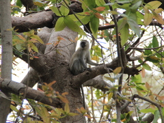 Chlorocebus pygerythrus hilgerti