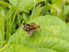 Taractrocera maevius