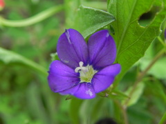 Legousia speculum-veneris