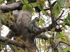Chlorocebus pygerythrus hilgerti