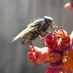 Tachinidae