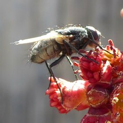 Tachinidae