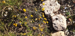 Helichrysum stoechas