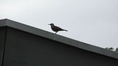 Cinclodes patagonicus