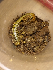 Scolopendridae