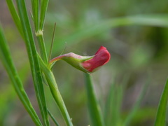 Lathyrus sphaericus