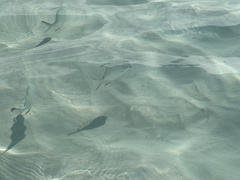 Trachinotus falcatus