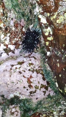 Echinometra vanbrunti