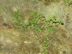 Wimmerella pygmaea