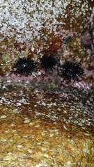 Echinometra vanbrunti