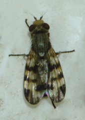 Melieria occidentalis