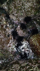 Echinometra vanbrunti