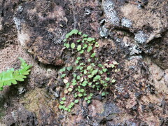 Wimmerella pygmaea