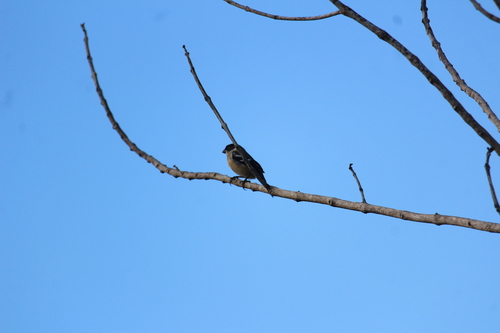 Morelet's Seedeater (Sporophila morelleti), photo 9