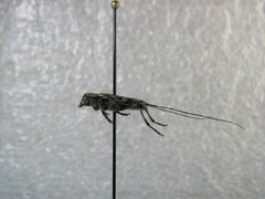 Acanthocinus pusillus