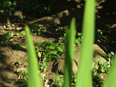 Didymodoxa capensis integrifolia