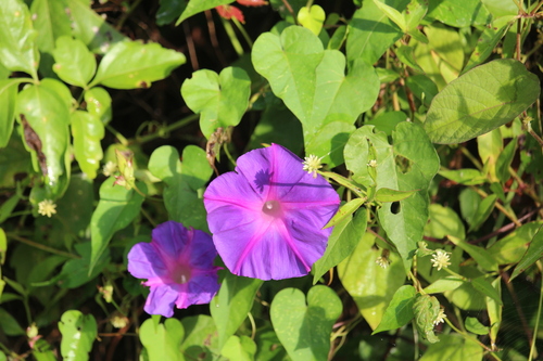 Ipomoea indica