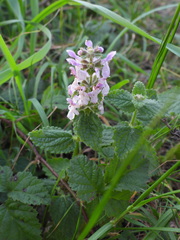 Stachys ajugoides