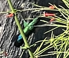 Eulampis holosericeus