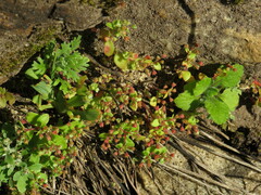 Crassula strigosa